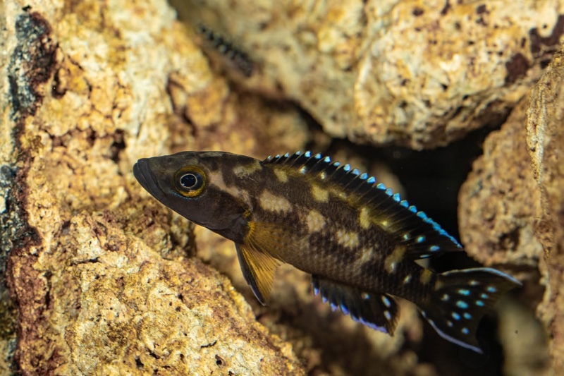 Neolamprologus buescheri 'Kamakonde'